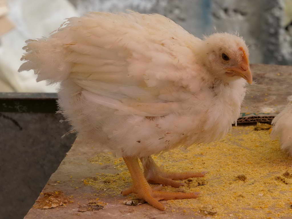 Süd- & Nordamerika 07-2017