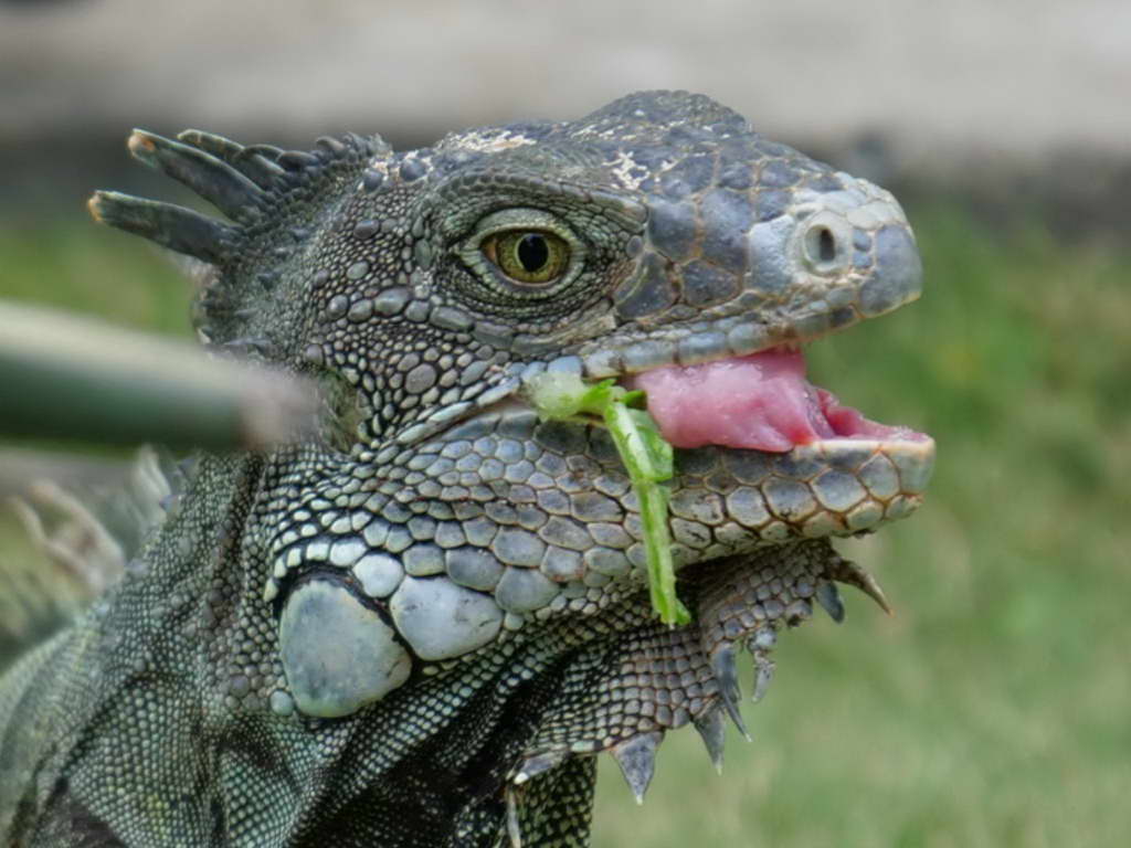 Süd- & Nordamerika 07-2017