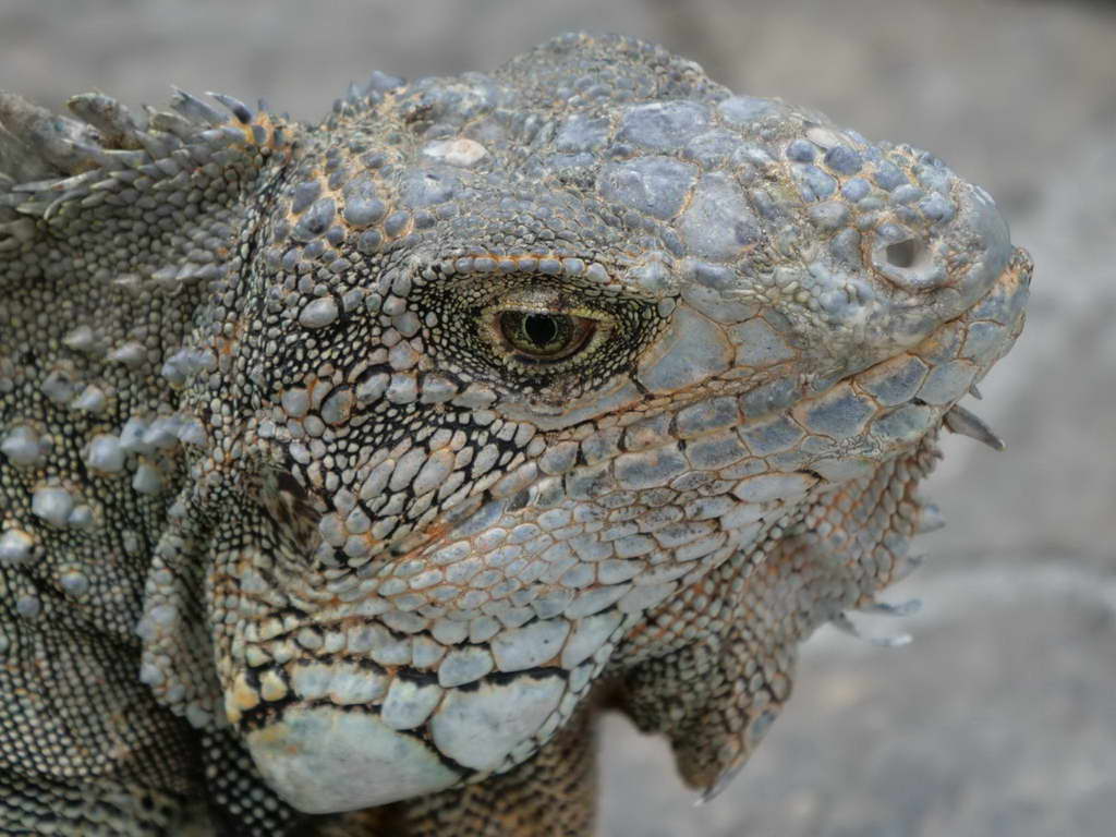 Süd- & Nordamerika 07-2017