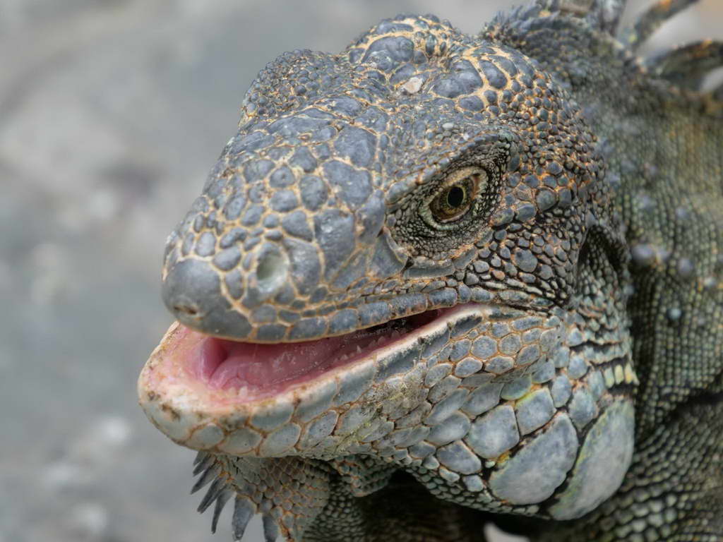 Süd- & Nordamerika 07-2017