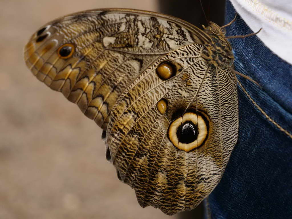 Süd- & Nordamerika 07-2017