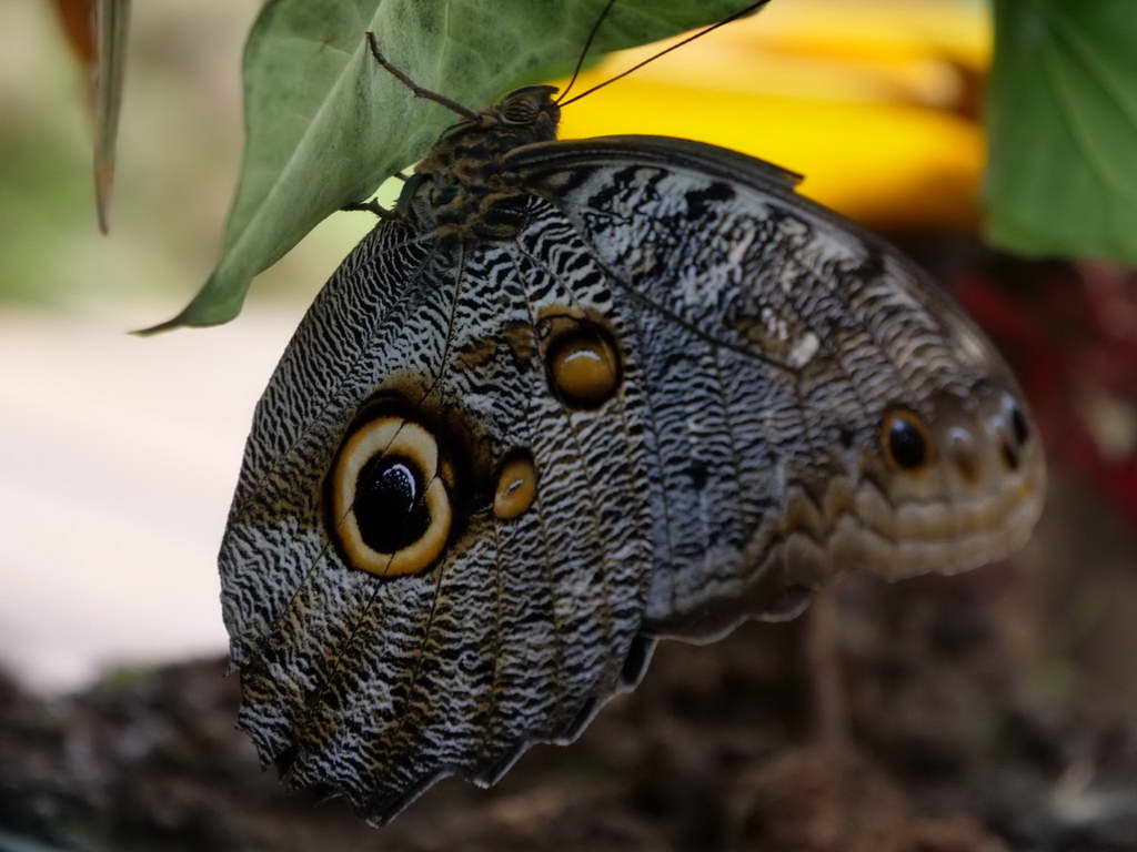 Süd- & Nordamerika 07-2017