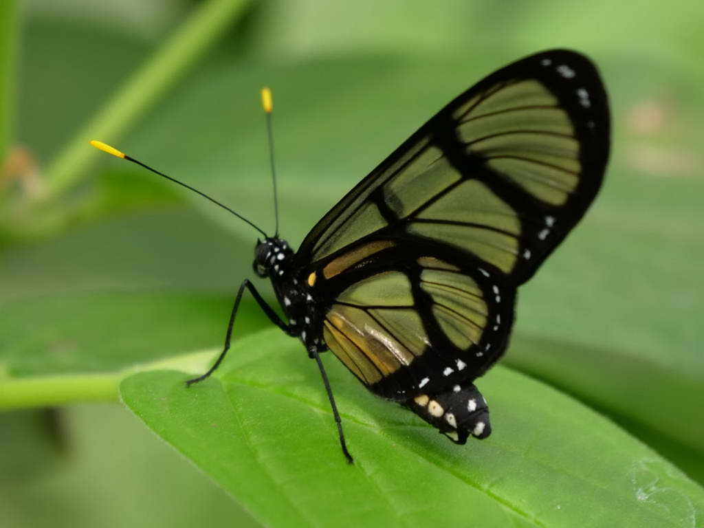 Süd- & Nordamerika 07-2017