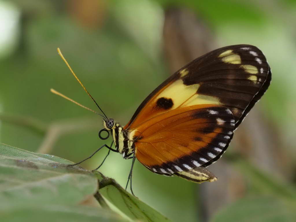 Süd- & Nordamerika 07-2017