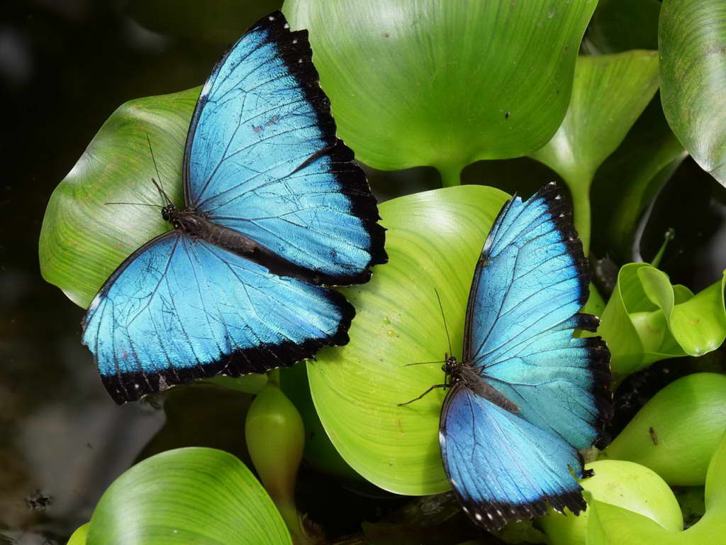 Süd- & Nordamerika 07-2017