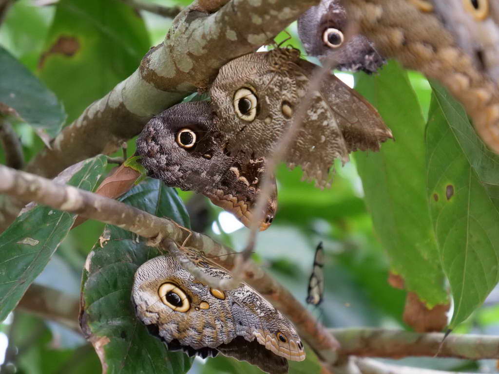 Süd- & Nordamerika 07-2017