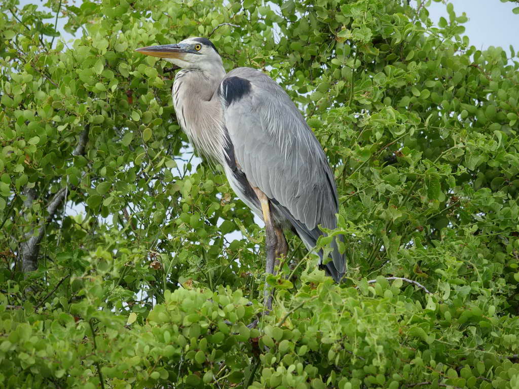 Süd- & Nordamerika 07-2017