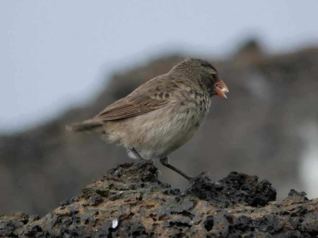 Süd- & Nordamerika 07-2017