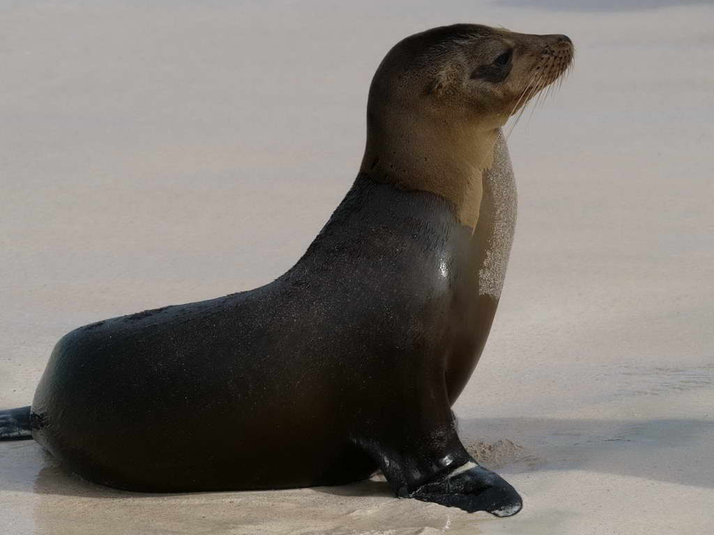 Süd- & Nordamerika 07-2017