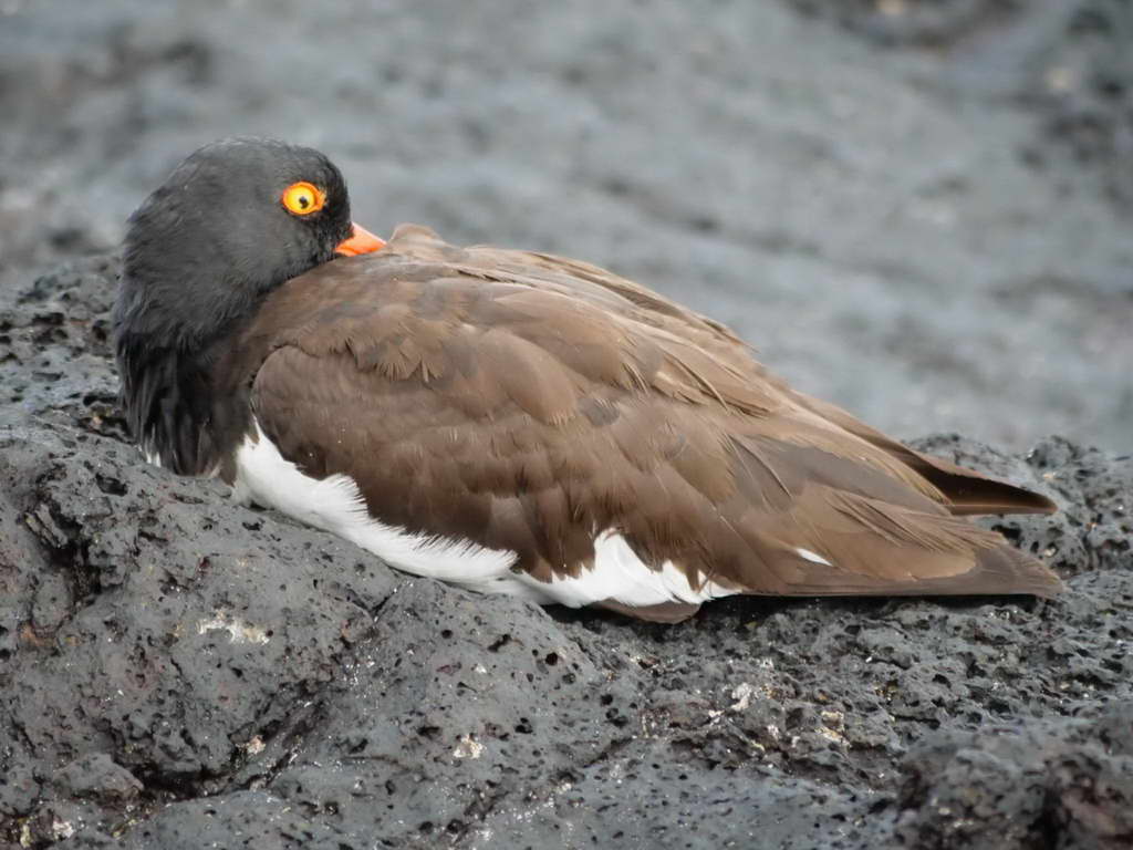 Süd- & Nordamerika 07-2017