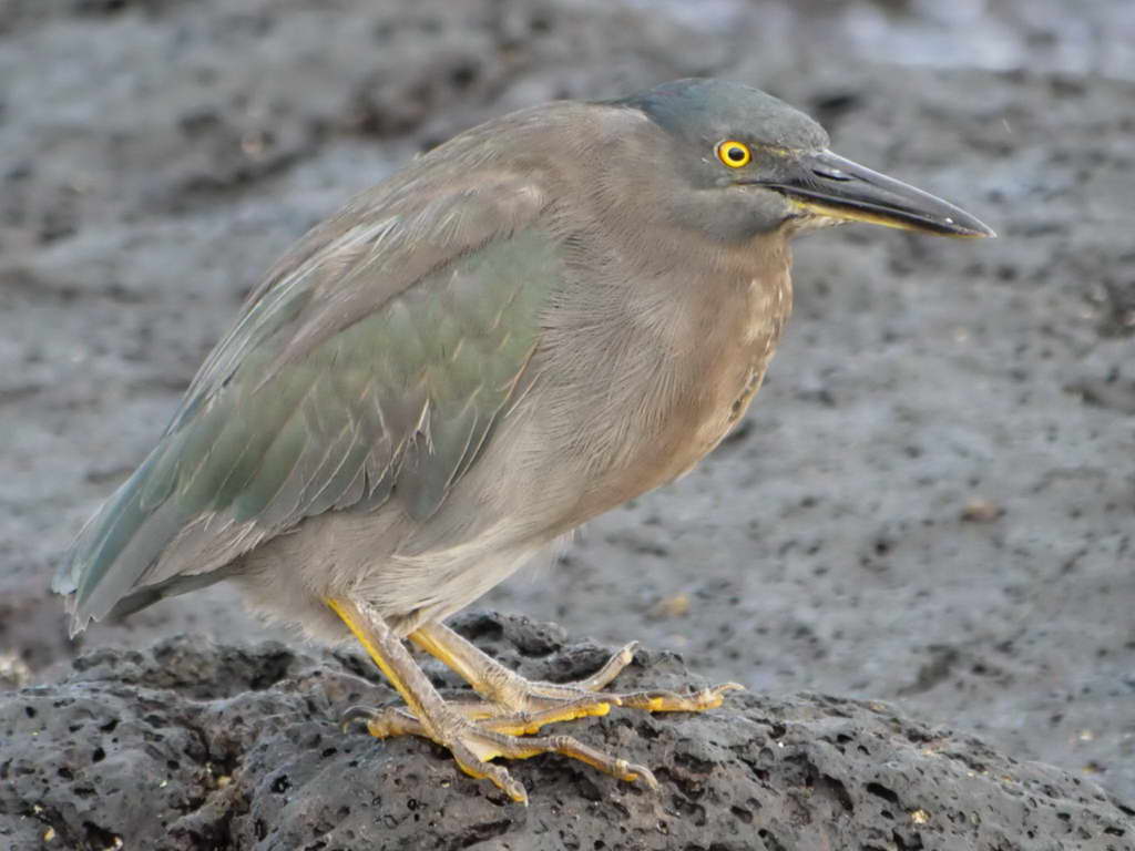 Süd- & Nordamerika 07-2017