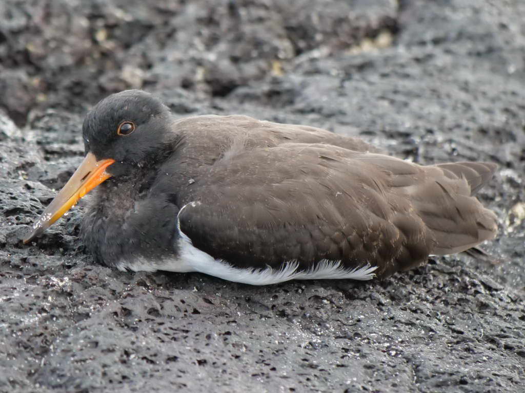 Süd- & Nordamerika 07-2017