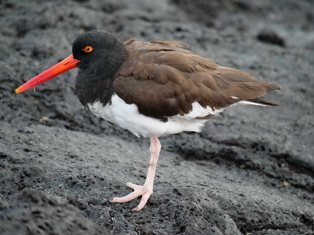 Süd- & Nordamerika 07-2017