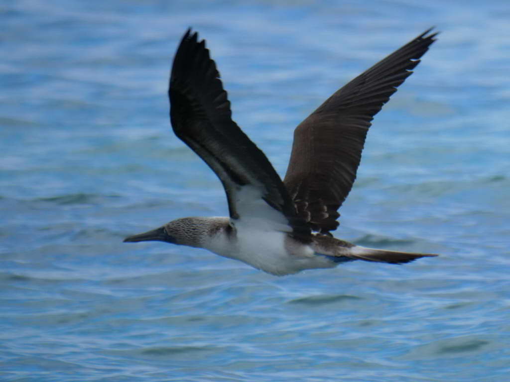 Süd- & Nordamerika 07-2017