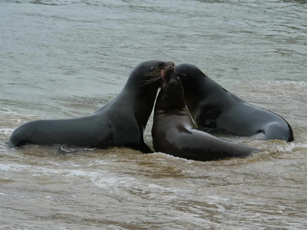 Süd- & Nordamerika 07-2017