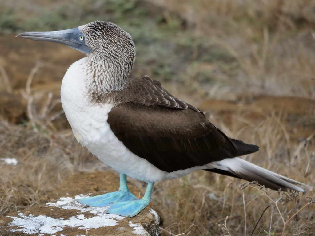 Süd- & Nordamerika 07-2017