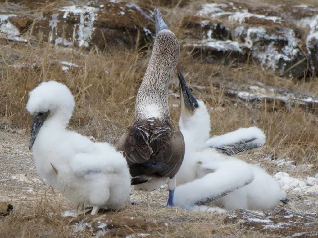 Süd- & Nordamerika 07-2017