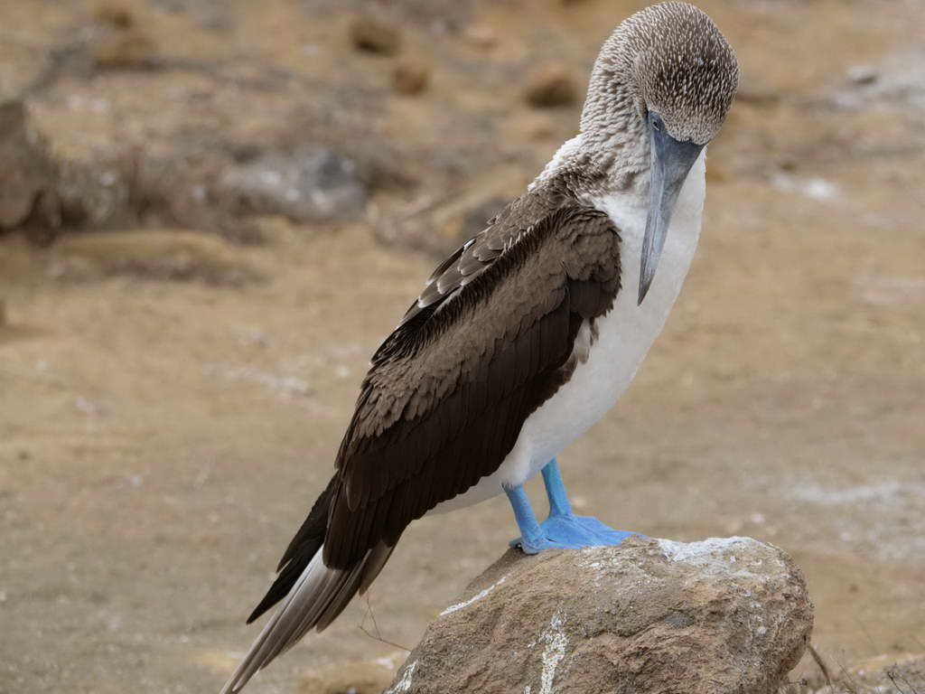 Süd- & Nordamerika 07-2017