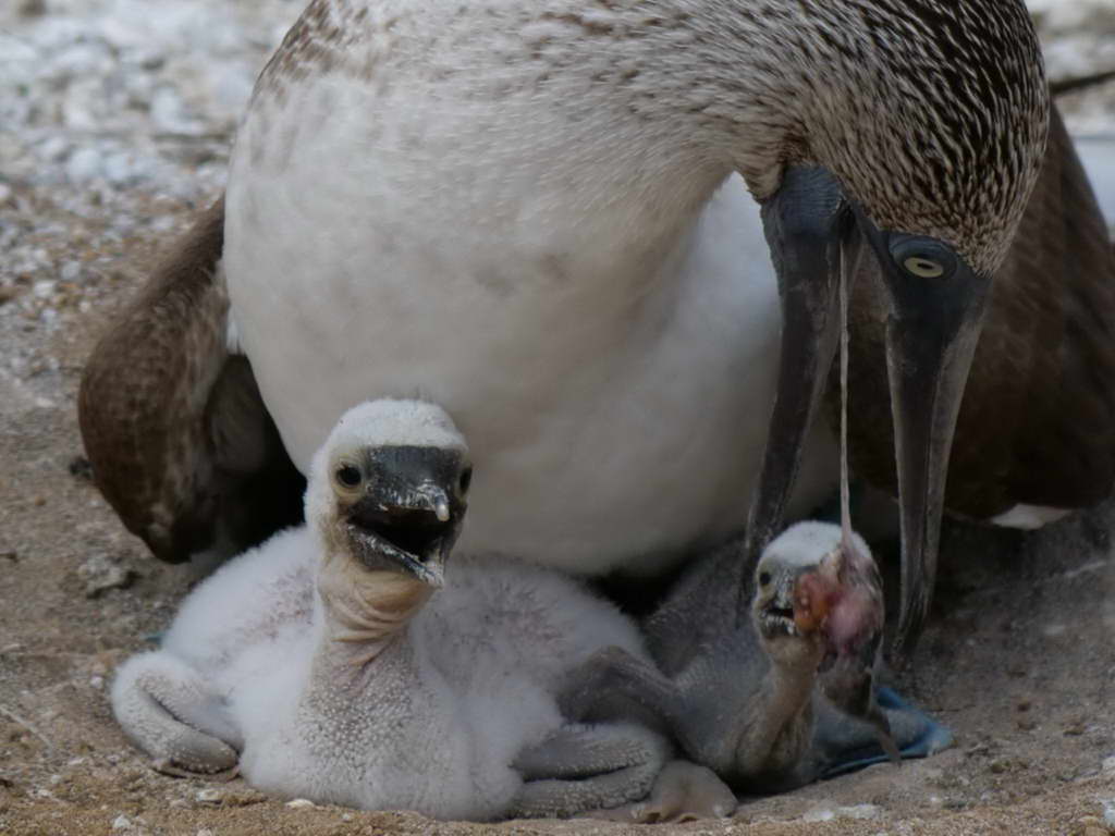 Süd- & Nordamerika 07-2017