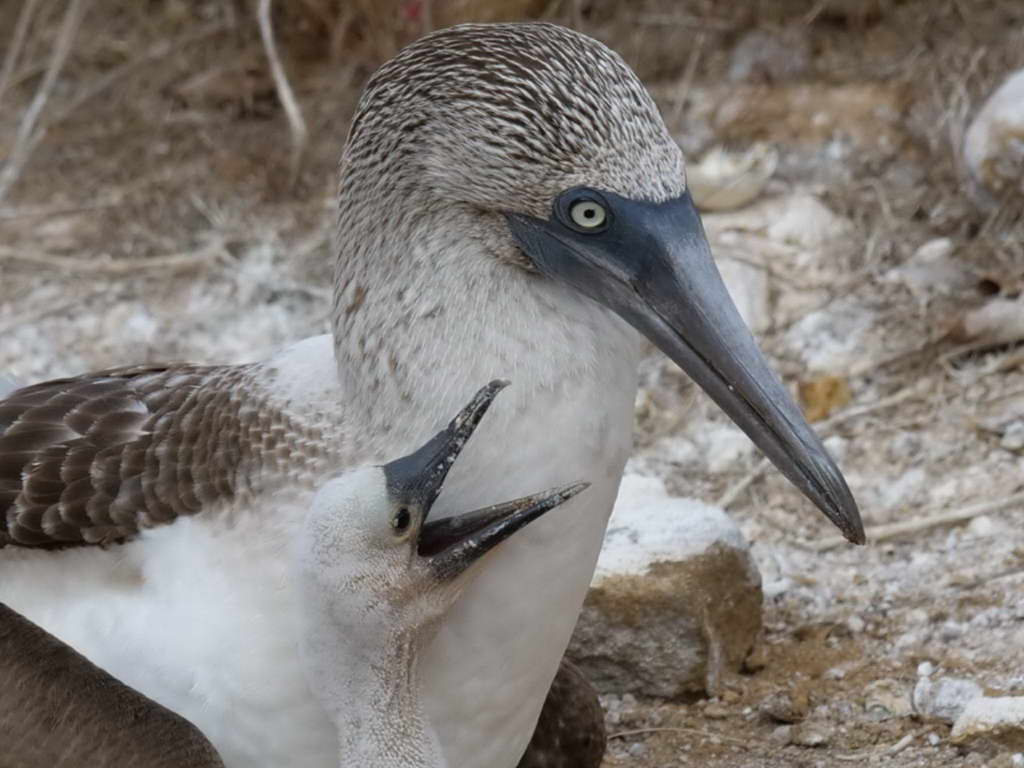 Süd- & Nordamerika 07-2017