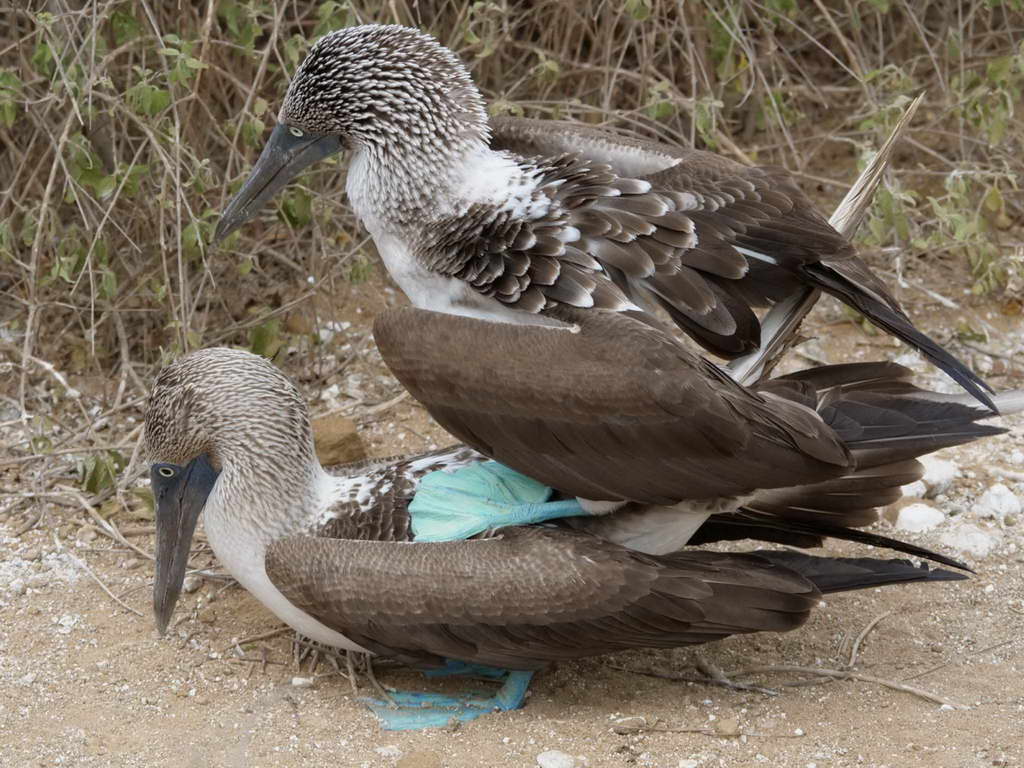 Süd- & Nordamerika 07-2017