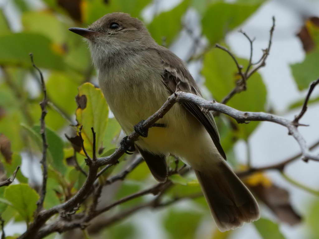 Süd- & Nordamerika 07-2017