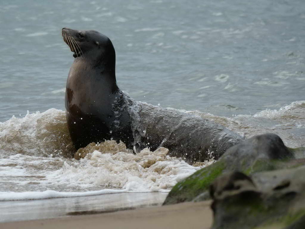 Süd- & Nordamerika 07-2017