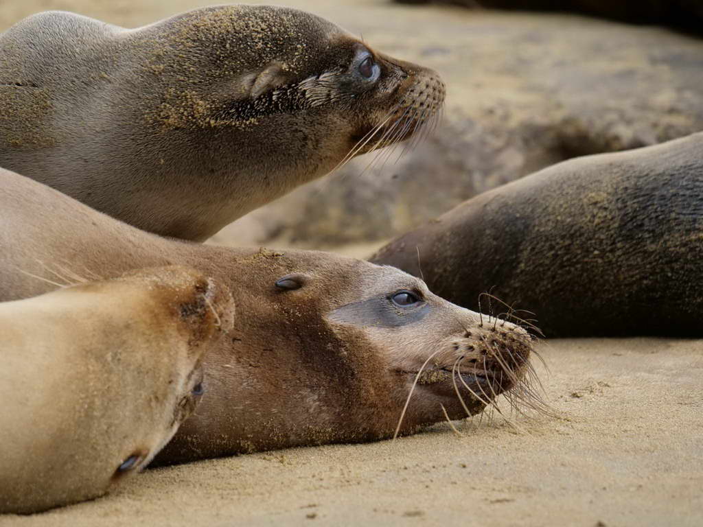 Süd- & Nordamerika 07-2017