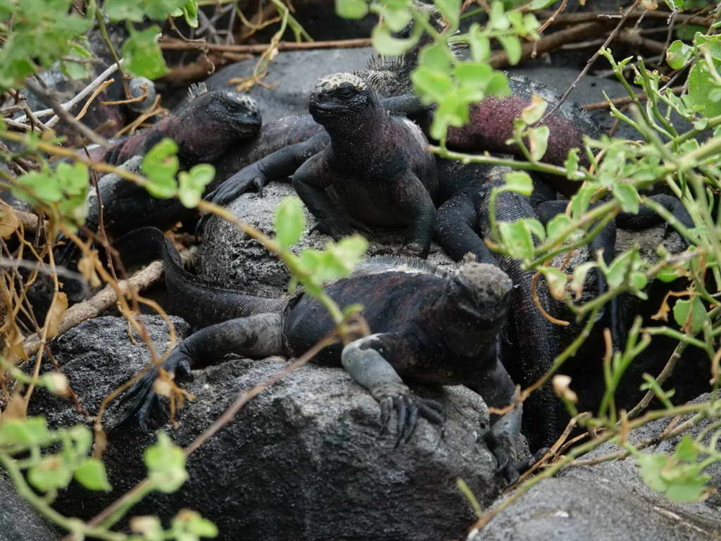 Süd- & Nordamerika 07-2017