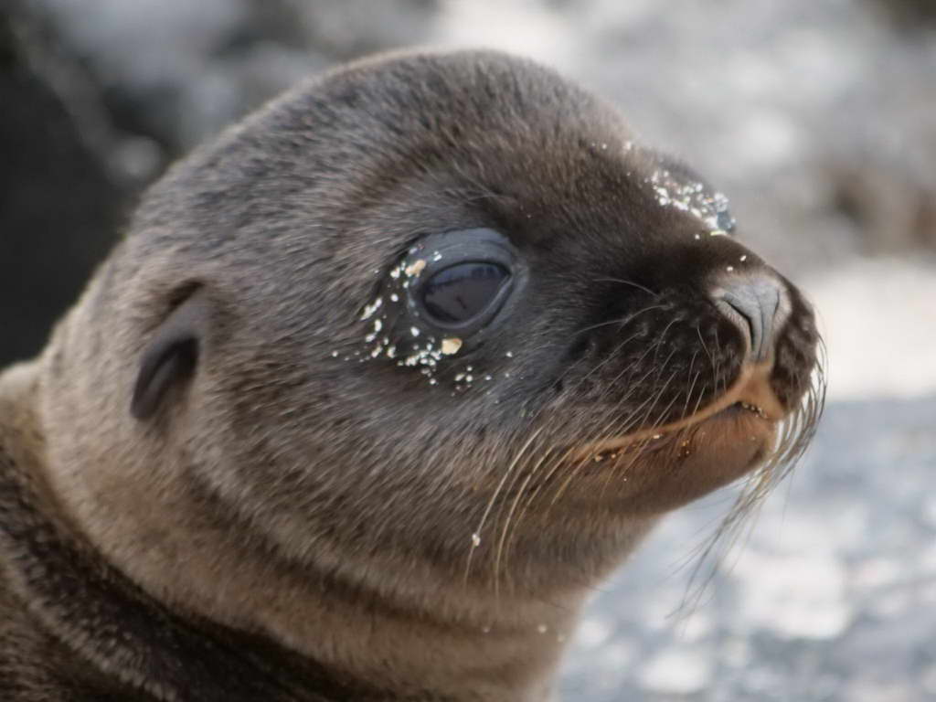 Süd- & Nordamerika 07-2017