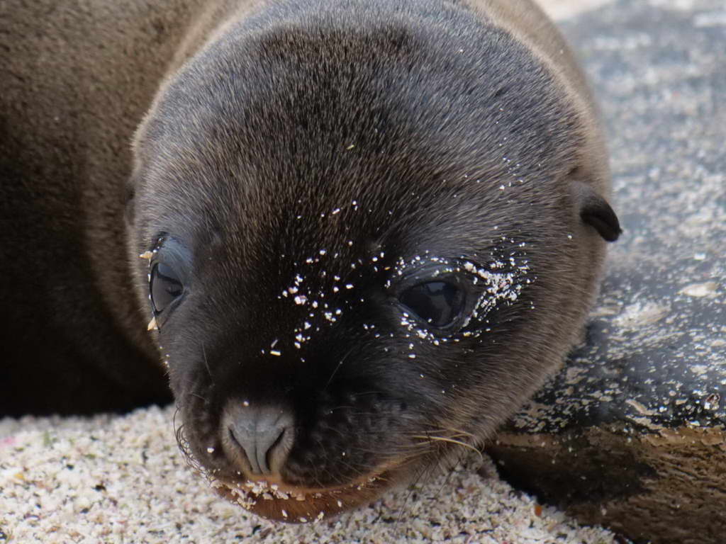 Süd- & Nordamerika 07-2017