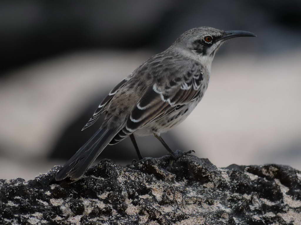 Süd- & Nordamerika 07-2017