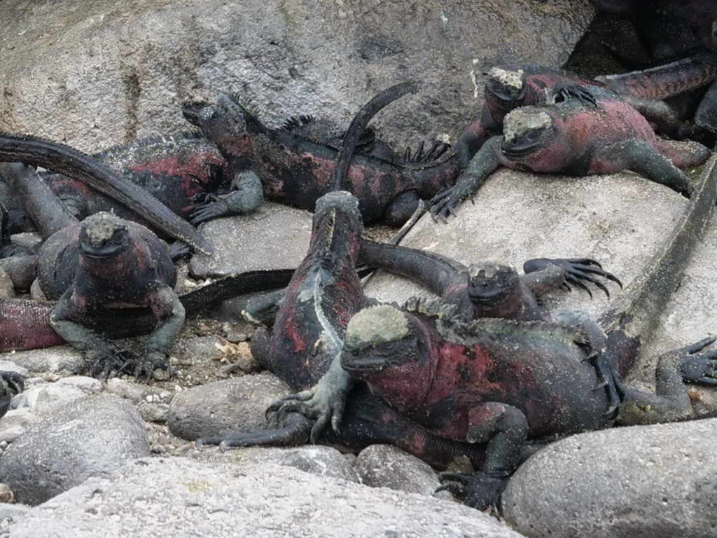 Süd- & Nordamerika 07-2017