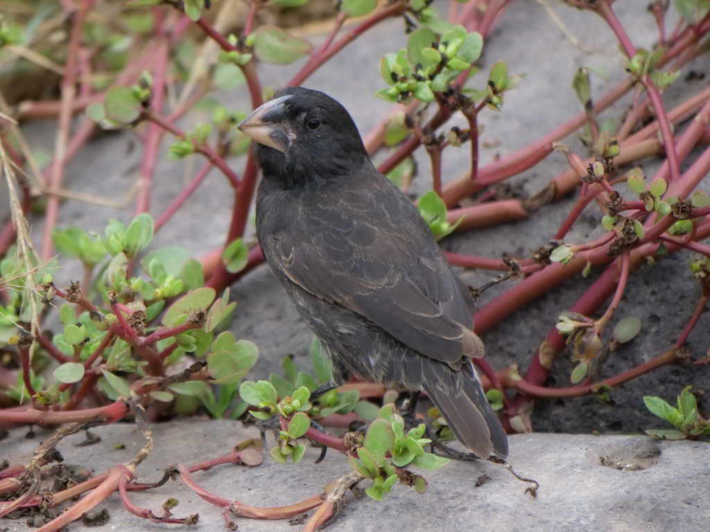 Süd- & Nordamerika 07-2017