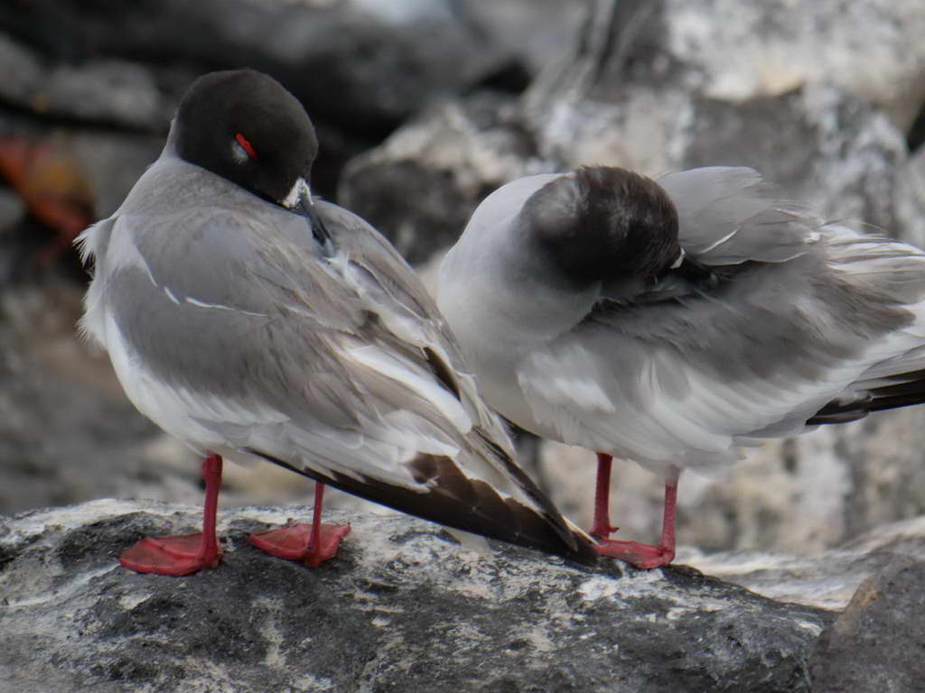 Süd- & Nordamerika 07-2017