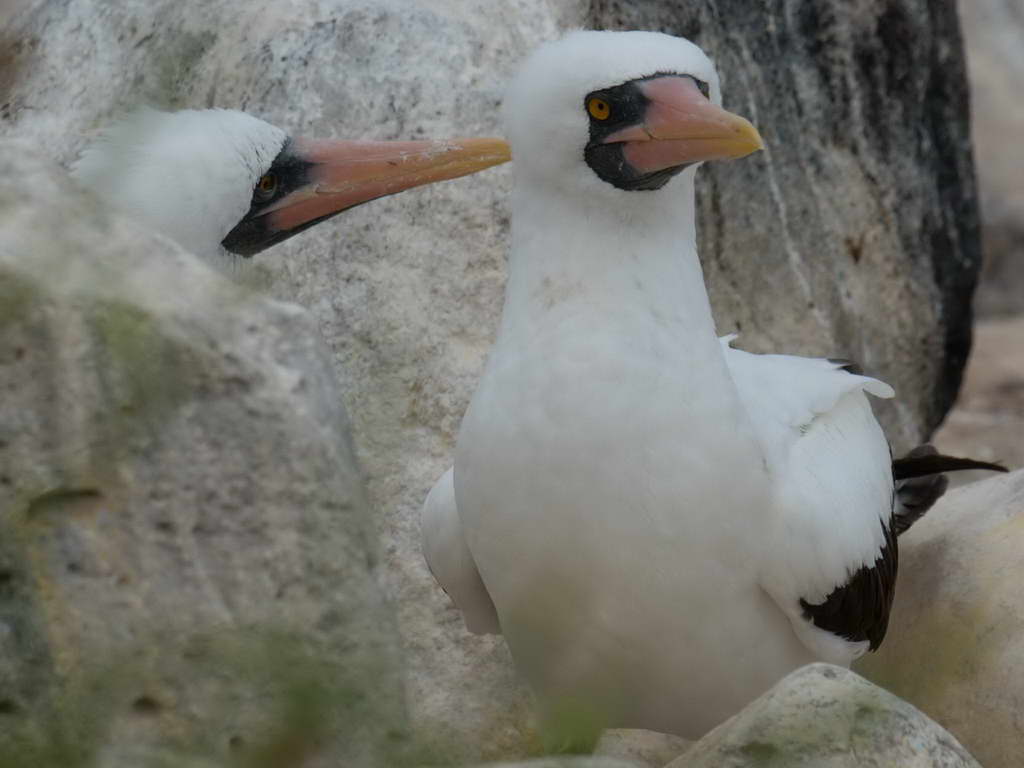 Süd- & Nordamerika 07-2017