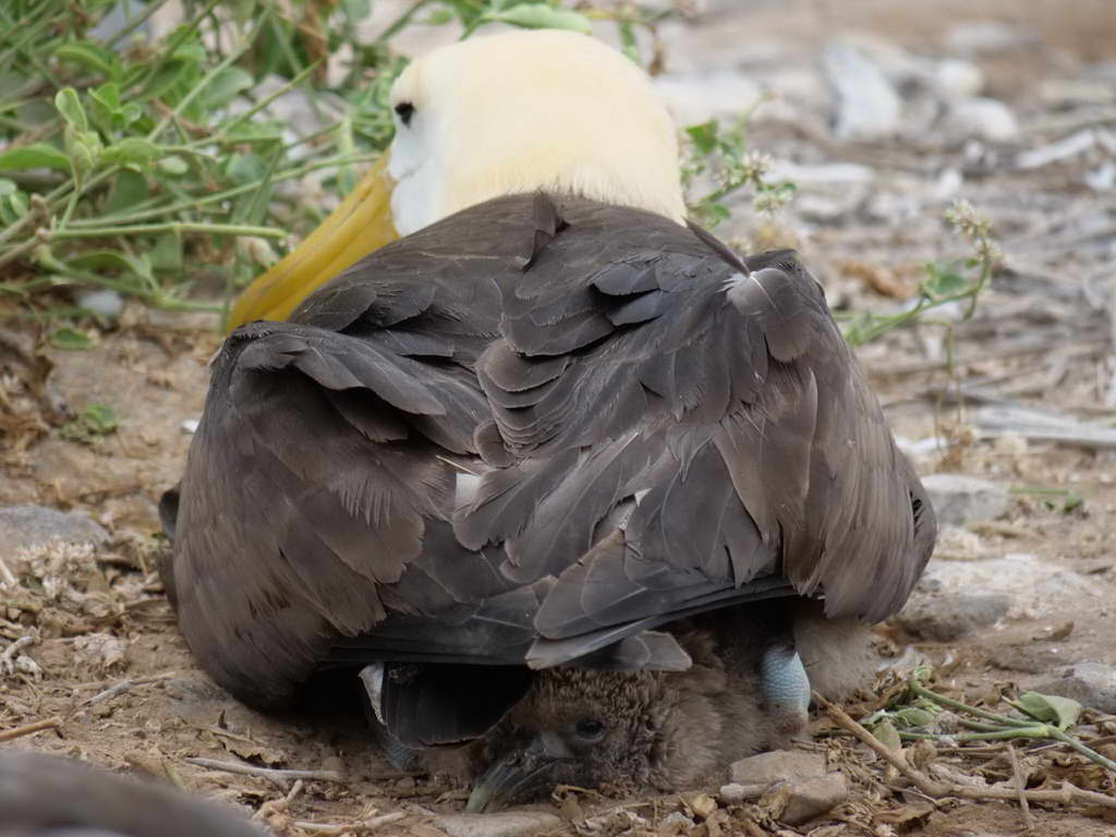 Süd- & Nordamerika 07-2017