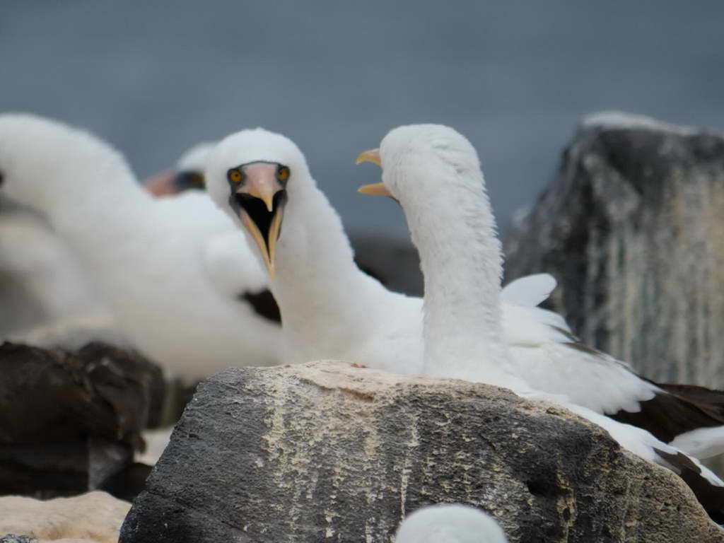 Süd- & Nordamerika 07-2017