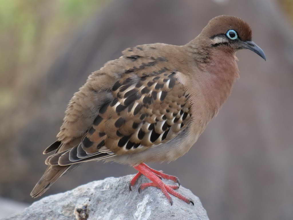 Süd- & Nordamerika 07-2017