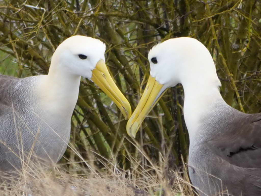Galapagos (Juli 2017)