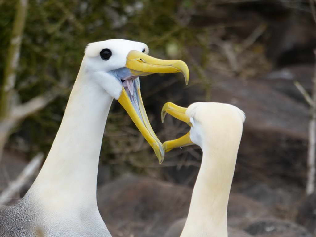 Süd- & Nordamerika 07-2017