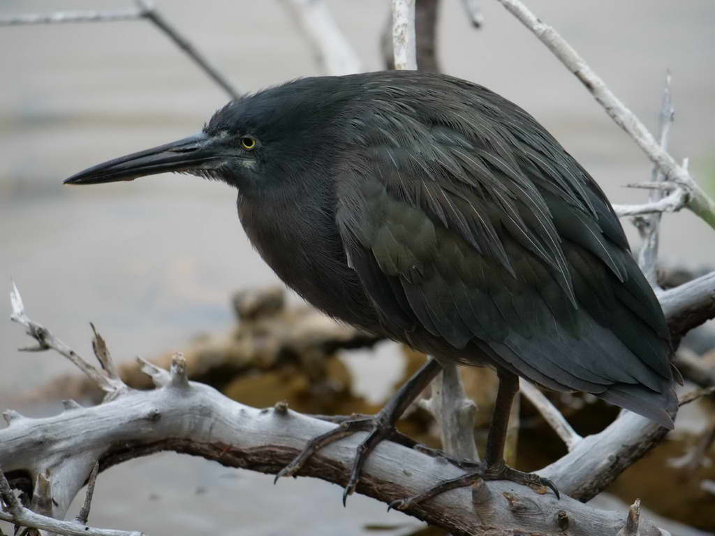 Süd- & Nordamerika 07-2017