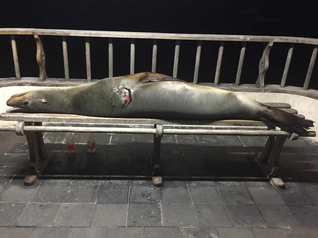 Süd- & Nordamerika 07-2017