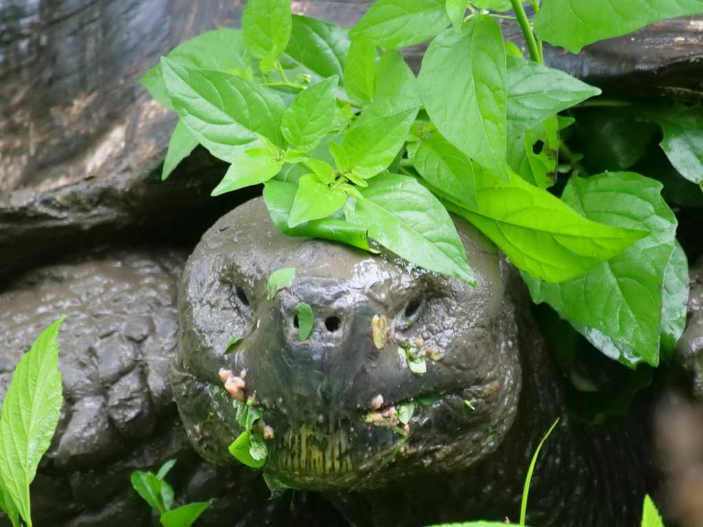 Süd- & Nordamerika 07-2017