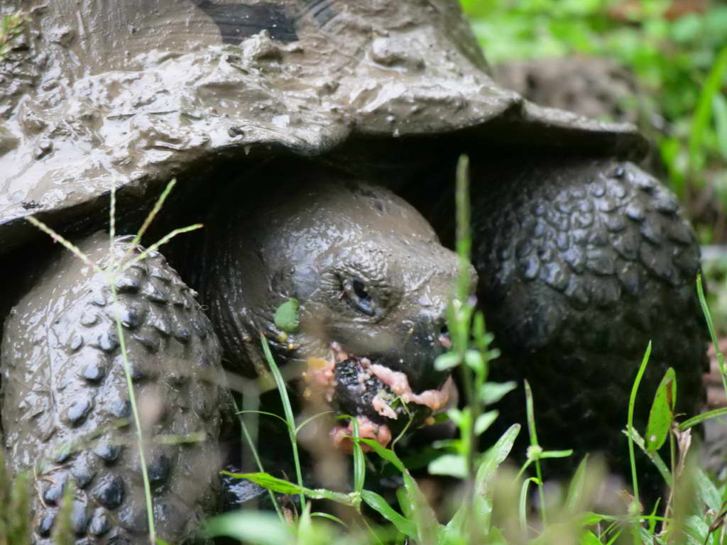 Süd- & Nordamerika 07-2017