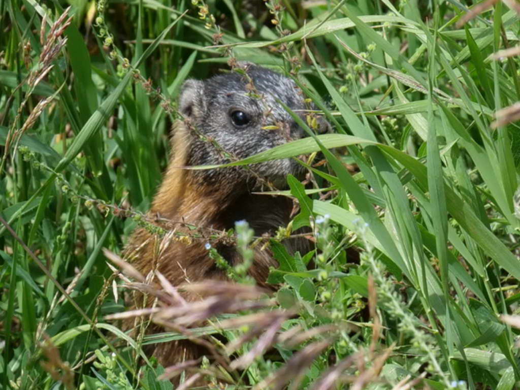 Süd- & Nordamerika 07-2017