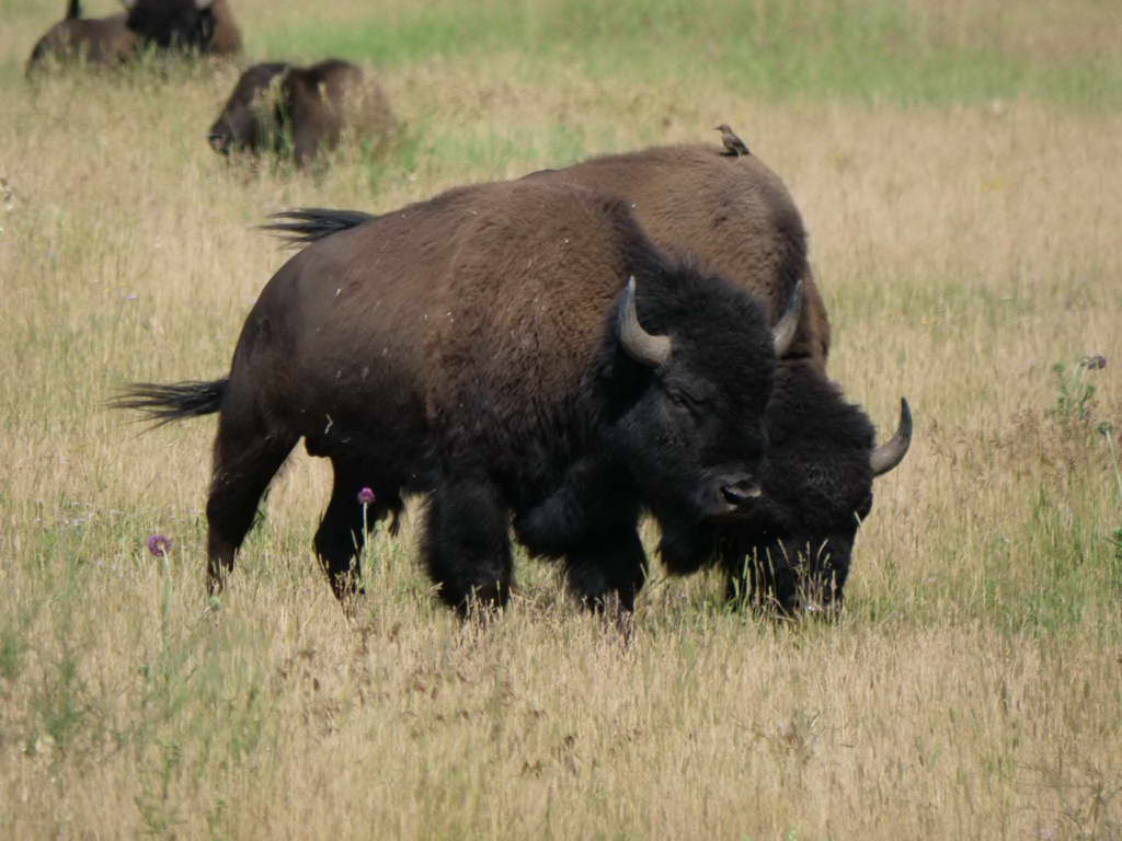 Süd- & Nordamerika 07-2017