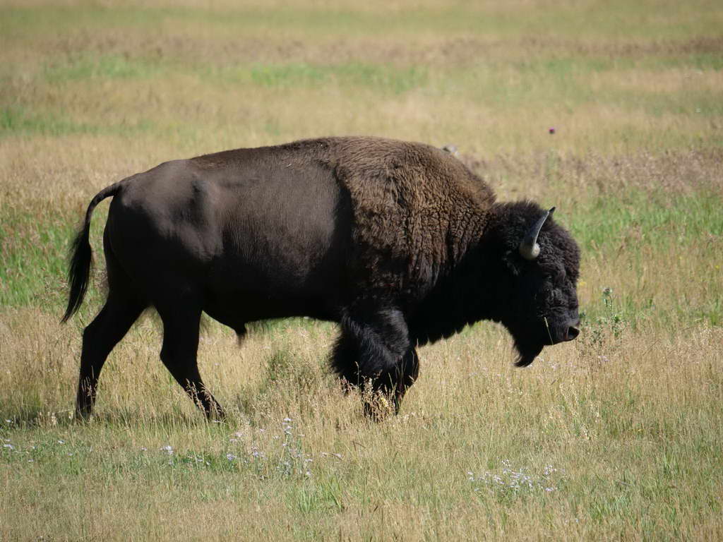 Süd- & Nordamerika 07-2017