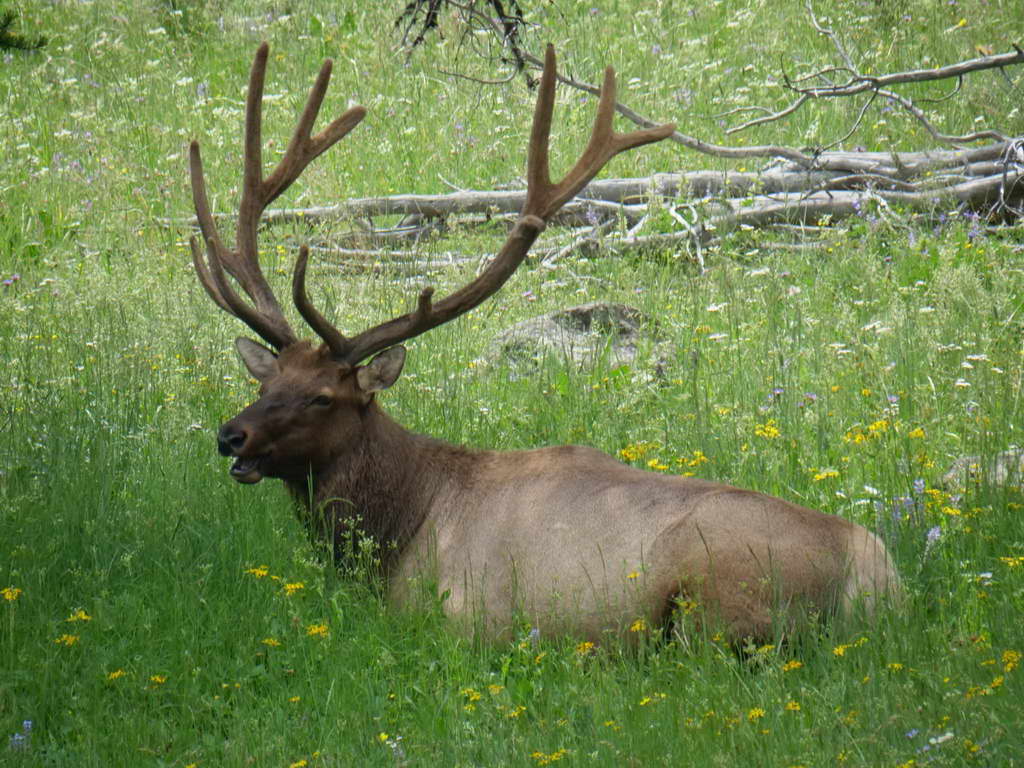 Süd- & Nordamerika 07-2017