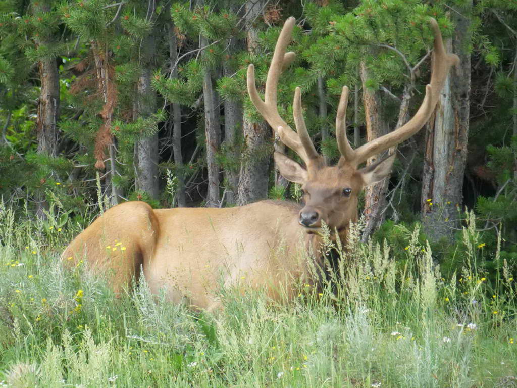 Süd- & Nordamerika 07-2017